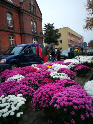 Morze kwiatów przed Starostwem