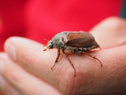 Informacja dotycząca planowanych zabiegów ograniczenia liczebności populacji szkodliwych owadów leśnych
